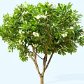 Lush Arbor With Green Leaves And White Flowers In Natural Setting
