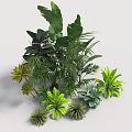 Indoor Plant Combination With Various Green Foliage And Different Leaf Shapes