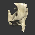 Human Skeletal Organ Model Displaying Detailed Bone Structure On Dark Background