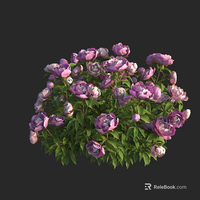 Blooming Purple Peonies With Lush Green Leaves In Vibrant Flower Bush 3d model 