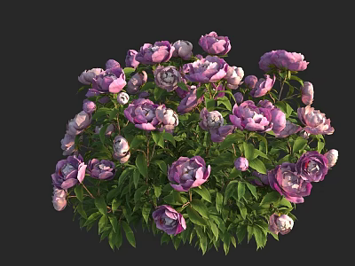 Blooming Purple Peonies With Lush Green Leaves In Vibrant Flower Bush 3d model