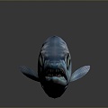 Fish Freshwater Fish Sea Fish Animal Game Animal Cartoon Animal Realistic Animal 3d model