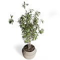 Horticultural Accent Plants With Slender Stems Green Leaves In Terracotta Pots For Decor