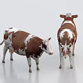 Two Brown And White Cows Standing In Front And Back Views On Smooth Light Floor With White Background