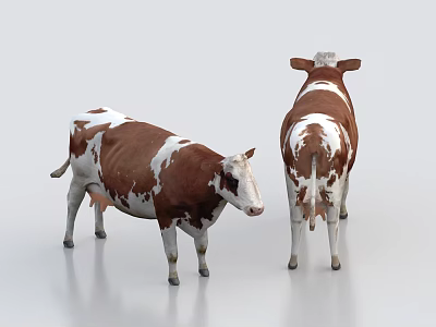 Two Brown And White Cows Standing In Front And Back Views On Smooth Light Floor With White Background 3d model