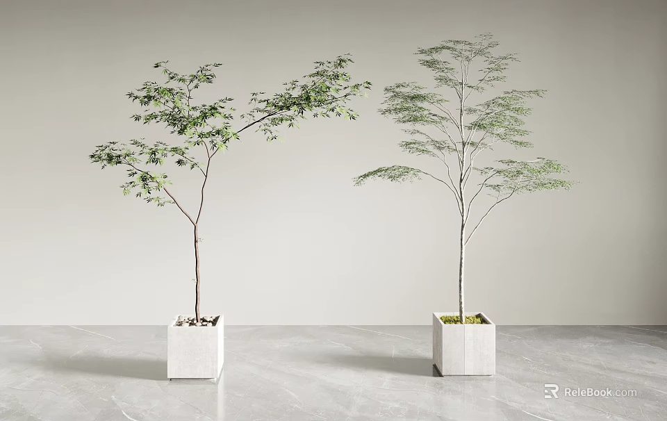 Minimalist Modern Bonsai Trees in Square White Pots with Light Gray Background 3d model 