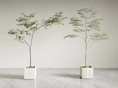 Minimalist Modern Bonsai Trees in Square White Pots with Light Gray Background 3d model