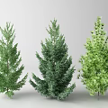 Three Different Evergreen Trees With Varied Foliage Shapes And Colors