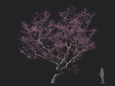 Beautiful Ornamental Tree with Purple Blossoms Twisted Trunk and Person Silhouette 3d model