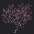 Beautiful Ornamental Tree with Purple Blossoms Twisted Trunk and Person Silhouette
