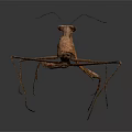 Brown Praying Mantis With Long Legs On Dark Background Close Up View 3d model
