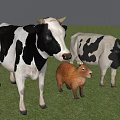 Reptile In Green Grass Field With Other Animals Standing Around
