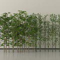 Various Bamboo Species With Lush Green Leaves In Indoor Display Arrangement
