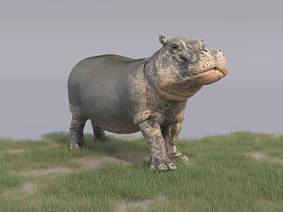 Wild Reptile Standing On Green Grass With Gray Sky Background 3d model