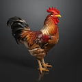 Colorful Rooster With Red Comb And Yellow Beak Standing On Dark Background