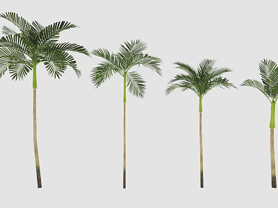 Four Palm Trees With Lush Green Fronds And Varying Heights For Landscaping Design 3d model