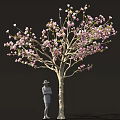 Beautiful Tree With Pink Blossoms And Person Wearing Hat Standing Below