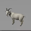 White Goat With Curved Horns Standing On Dark Background With Reflective Surface 3d model