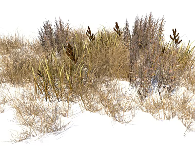 Various Dried Grasses And Herbaceous Plants In Snowy Winter Landscape 3d model