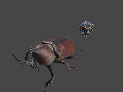 Large Brown Beetle And Multicolored Rubik's Cube On Gray Background 3d model