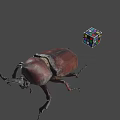 Large Brown Beetle And Multicolored Rubik's Cube On Gray Background