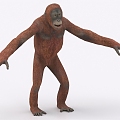 orangutan ape monkey orangutan gibbon baboon gorilla 3d model