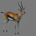 Brown and White Gazelle with Long Horns and Black Stripe Standing