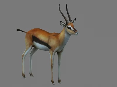 Brown and White Gazelle with Long Horns and Black Stripe Standing 3d model