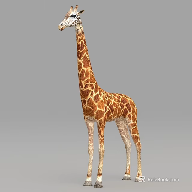 Tall Spotted Giraffe With Long Neck Standing On Plain Gray Background 3d model 