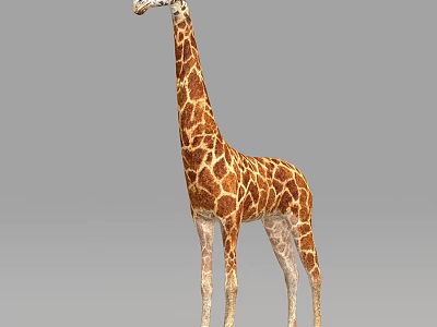 Tall Spotted Giraffe With Long Neck Standing On Plain Gray Background 3d model