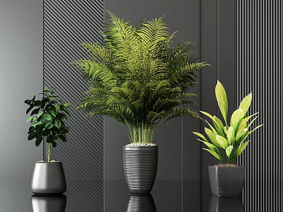 Three Potted Green Plants In Modern Ceramic Vases On Black Table 3d model