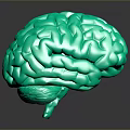 Advanced Medical Device 3D Brain Anatomical Model for Neuroscience Research and Training