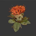 Vibrant Orange Flower in Ceramic Vase with Fresh Green Leaves and Natural Design