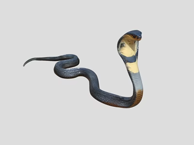 Cobra Reptile Snake in Striking Pose with Extended Hood and Yellow Underbelly 3d model