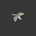 Seagull Flying In Mid Air With Spread Wings Against Gray Background