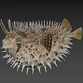 Spiky Puffer Fish Marine Life With Open Mouth And Large Eyes