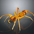 Yellow and Brown Spider With Eight Long Legs On Dark Background