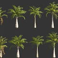 Multiple Palm Trees With White Trunks And Green Fronds Arrangement 3d model