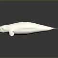 White Beluga Whale Isolated on Dark Background Marine Life Illustration