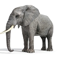 Modern Elephant Dynamic Elephant 3d model