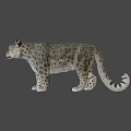 Realistic Snow Leopard 3D Model With Detailed Fur And Lifelike Features 3d model