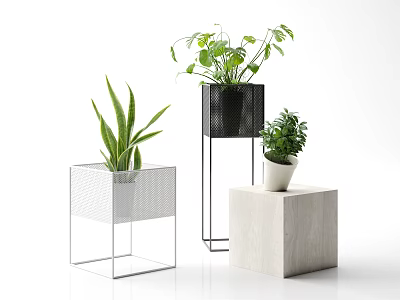 Potted Bonsai Green Leafy Plants On White Metal Stand Black Holder And Wooden Cube Base 3d model