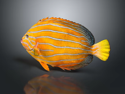 Vibrant Tropical Fish With Orange Body White Stripes And Yellow Tail 3d model