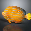 Vibrant Tropical Fish With Orange Body White Stripes And Yellow Tail