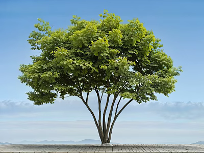 Lush Green Arbor With Multiple Trunks Against Blue Sky Stone Ground And Distant Mountains 3d model