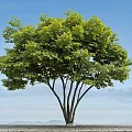Lush Green Arbor With Multiple Trunks Against Blue Sky Stone Ground And Distant Mountains
