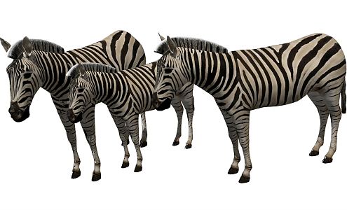 Modern Zebra Animal 3d model