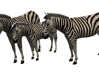 Modern Zebra Animal 3d model