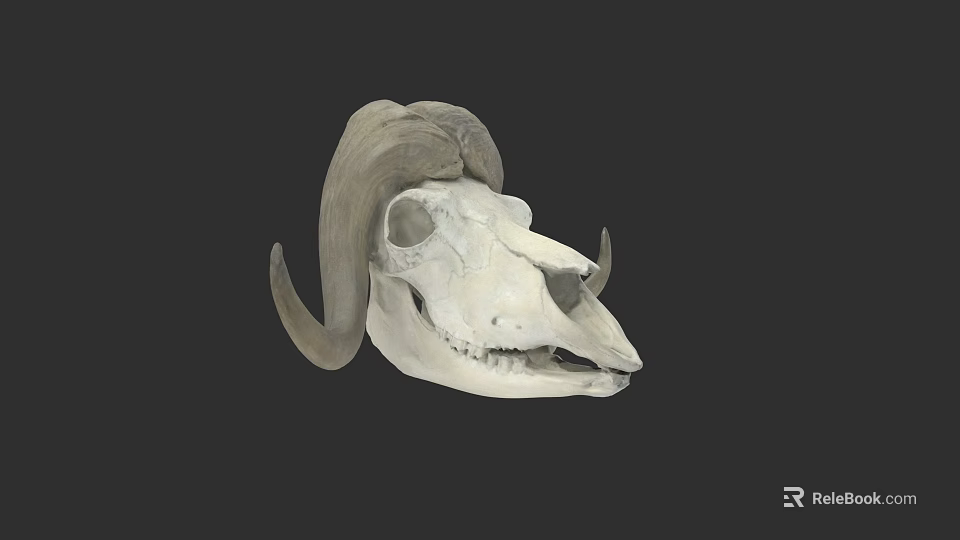 Realistic Detailed Ram Skull With Large Curved Horns On Dark Background 3d model 
