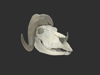Realistic Detailed Ram Skull With Large Curved Horns On Dark Background 3d model